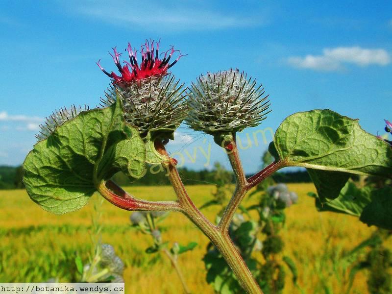 Lopuch kořen řezaný